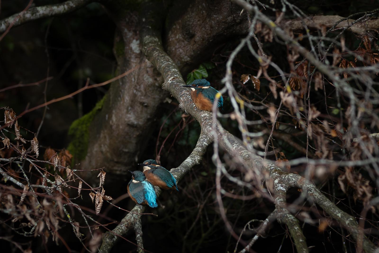 Kingfishers Lough Erne - Captured by Pat Lunny