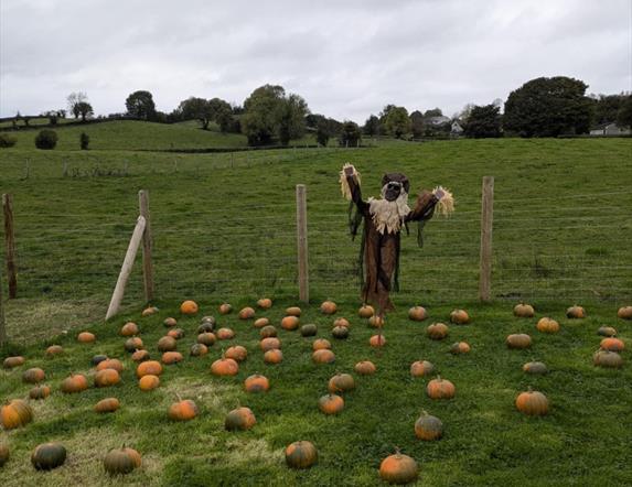 pumpkins