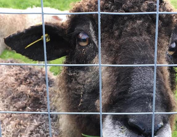 Fermanagh Fun Farm
