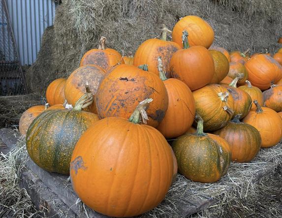 Pumpkin Patch & Halloween Festival