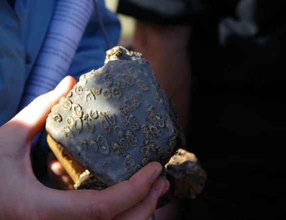 Fossil Colonial Coral.