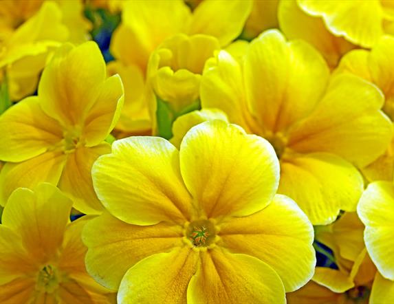 Primrose Paddle.