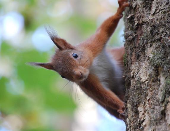 Red Squirrel