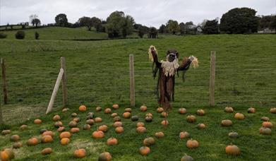 pumpkins