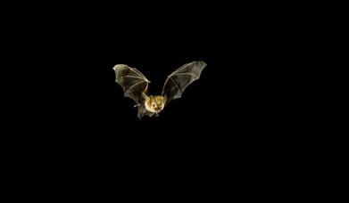 Bat