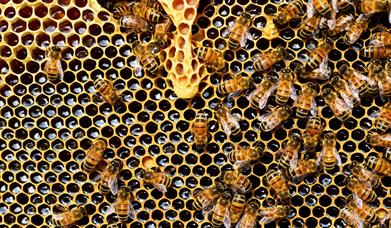 Bees on comb