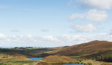 Guided Experience At Big Dog Forest