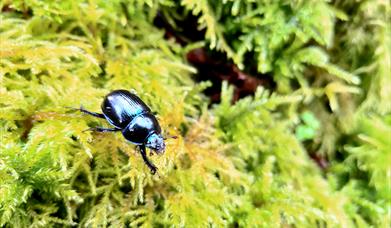 Dor Beetle