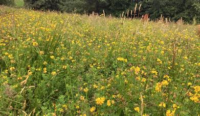 Meadow