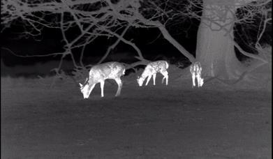 Deer by night vision camera