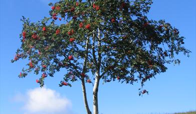 Rowan tree