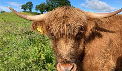 highland cow