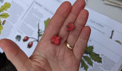 Seed Collecting