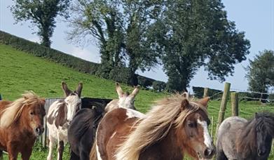 Fermanagh Fun Farm