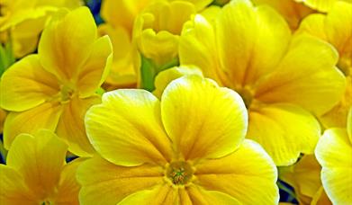 Primrose Paddle.