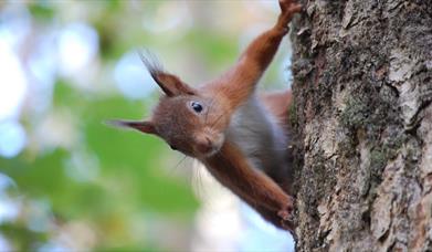 Red-Squirrel-at-Colin-Beacom.jpg