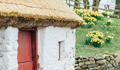 a thatched cottage with daffodils in background