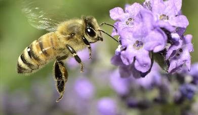 Talk: The Honey Bee & Beekeeping