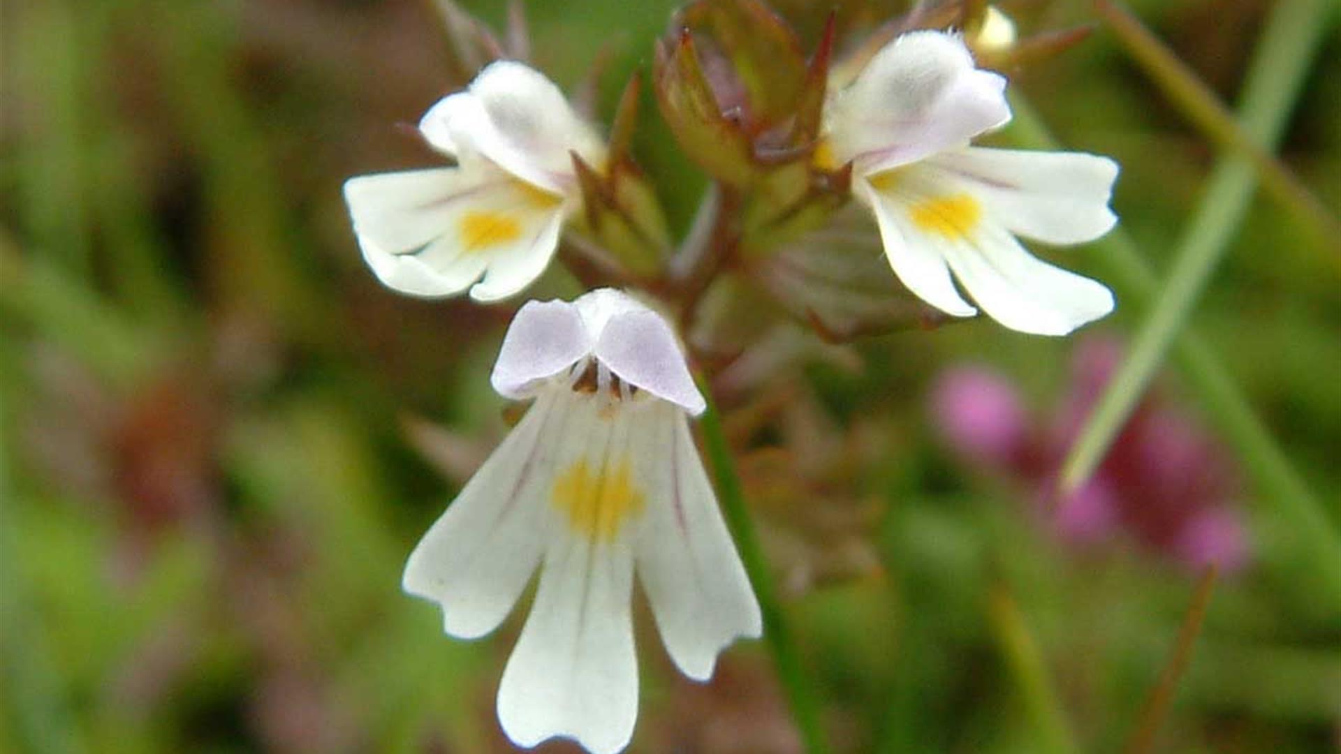 Picture of lovely flower