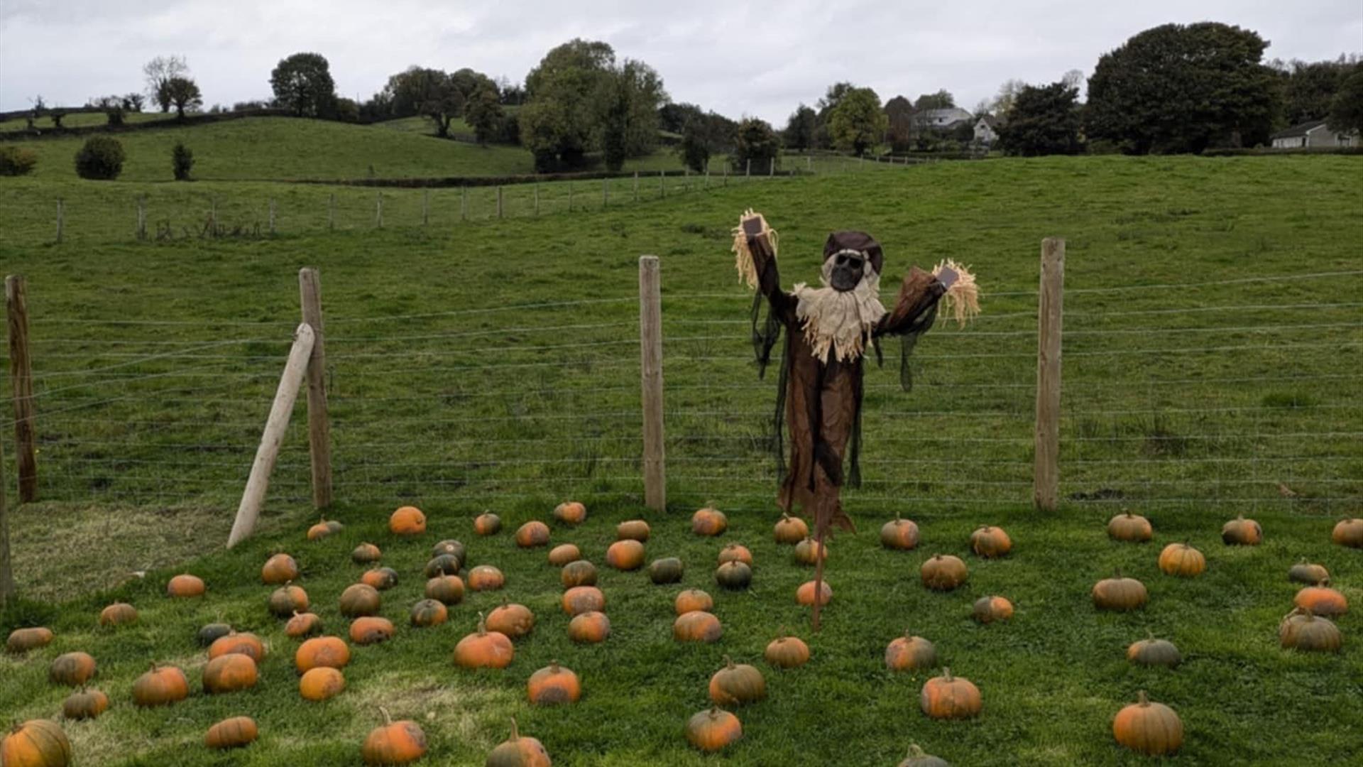 pumpkins
