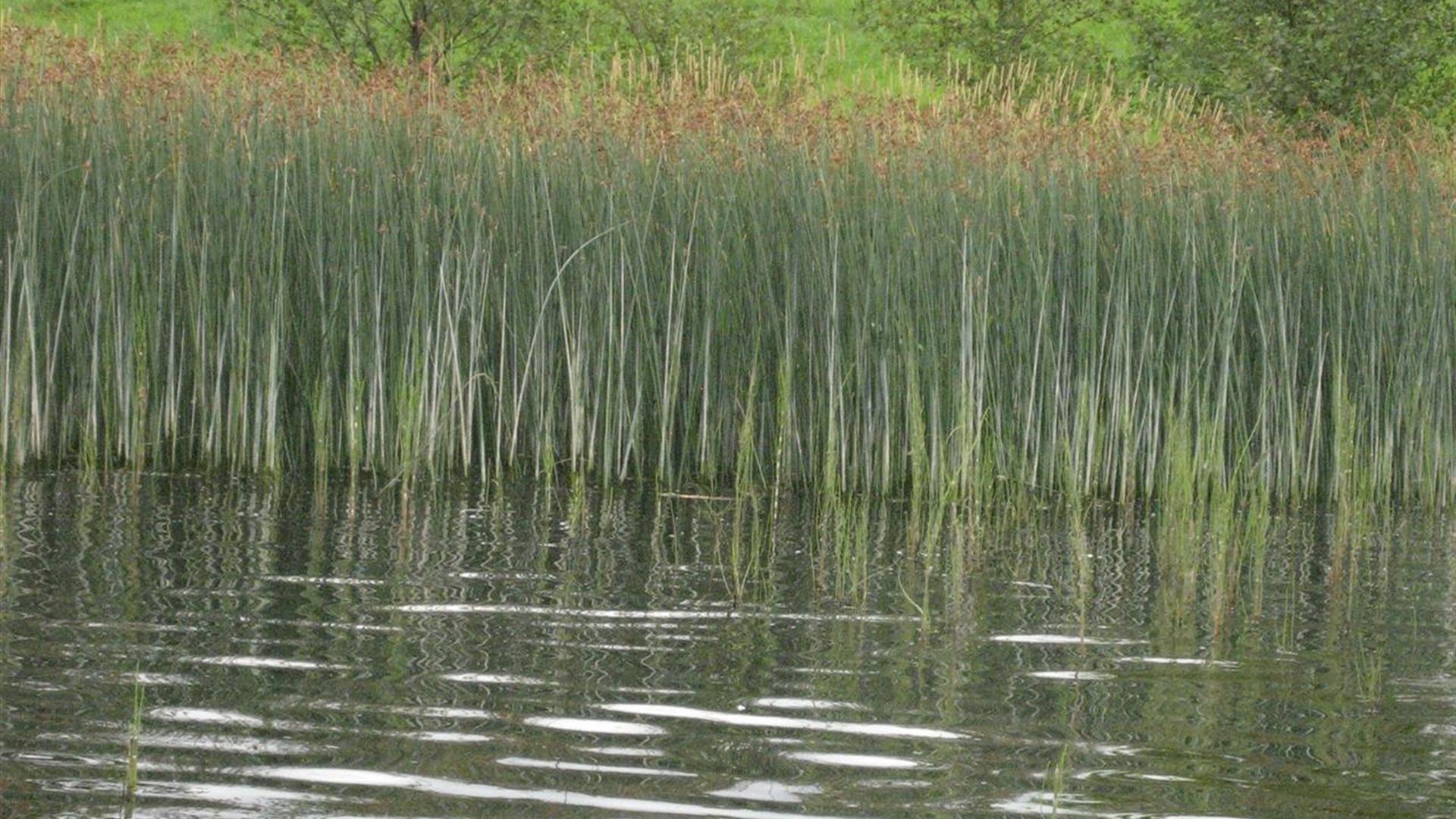 Picture of water in lough erne