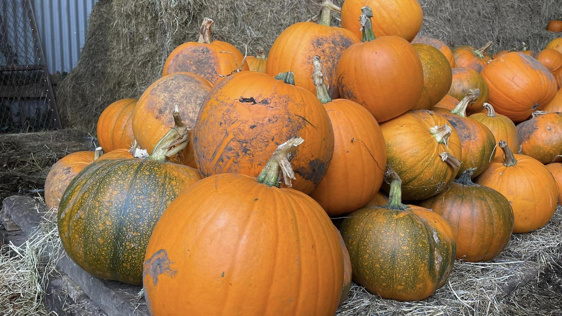 Pumpkin Patch & Halloween Festival