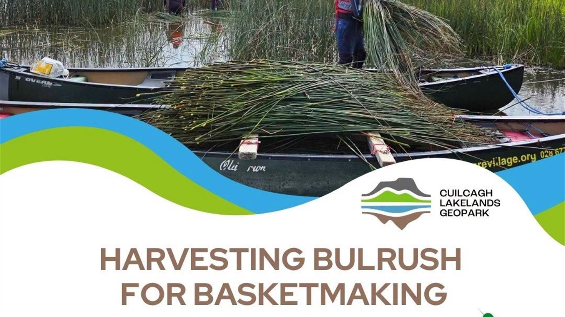 Harvesting Bulrush for Basketmaking