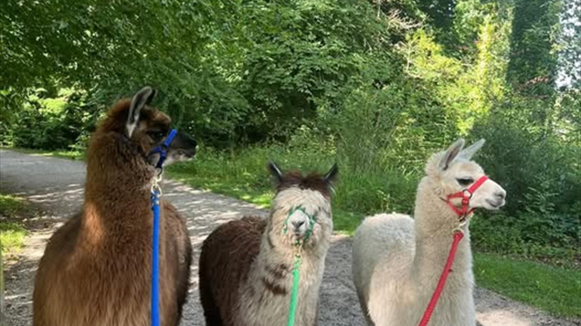 Alpacas