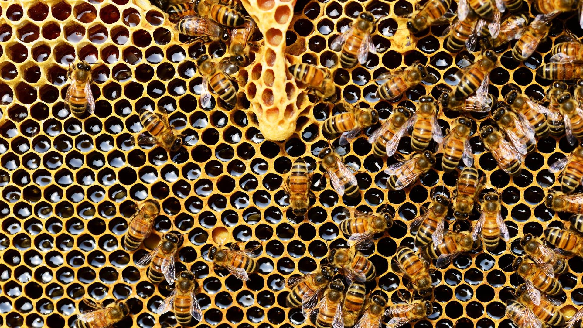 Beekeeping