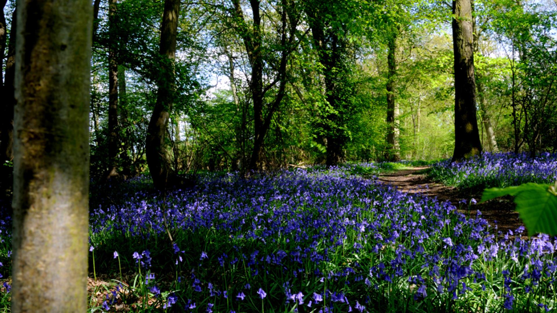 Bluebell Paddle