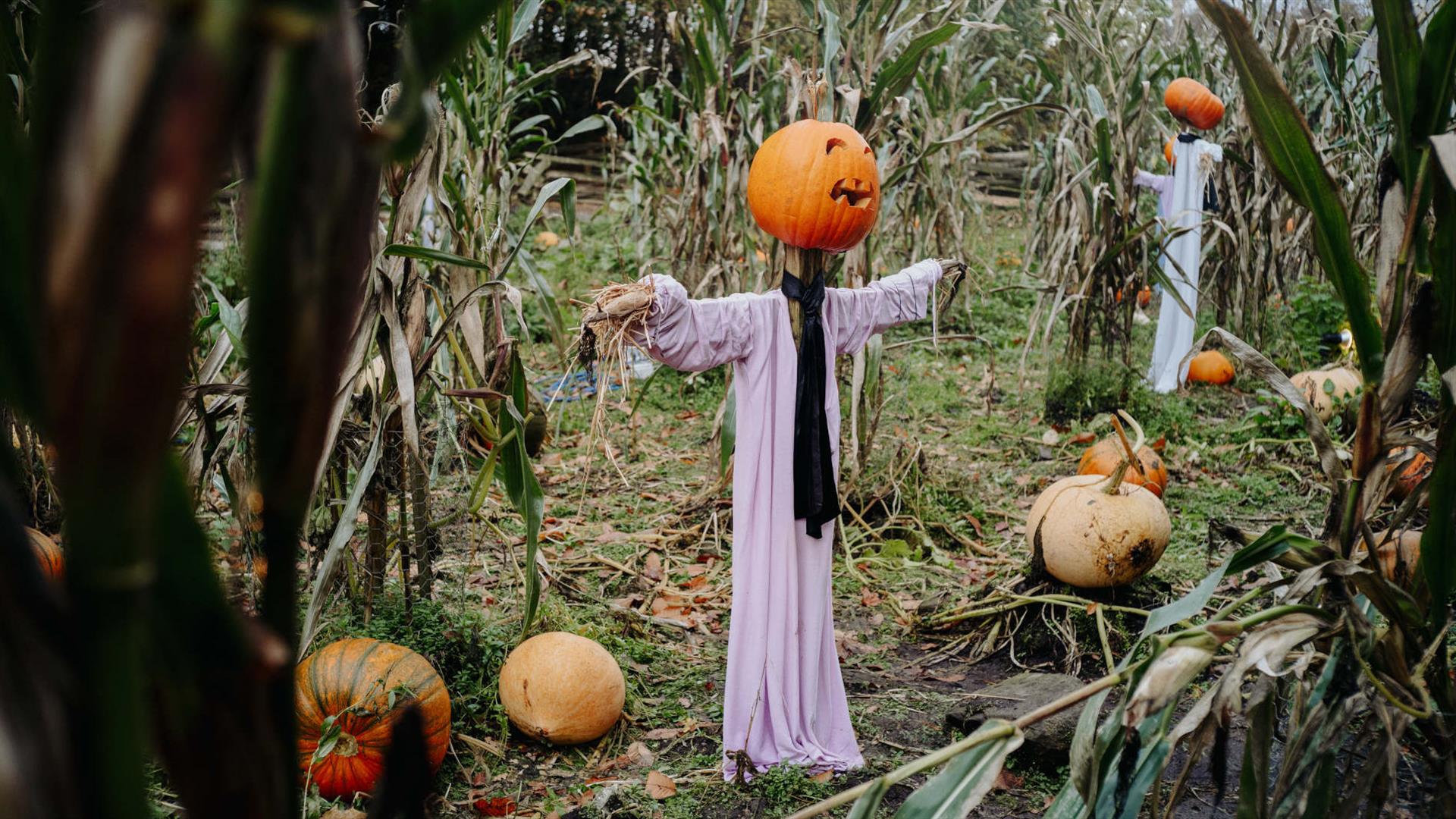 Halloween at Ulster American Folk Park