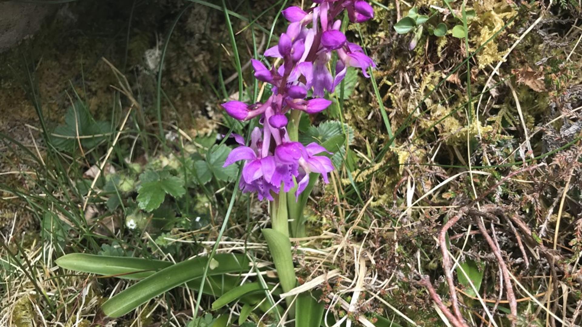 Orchid