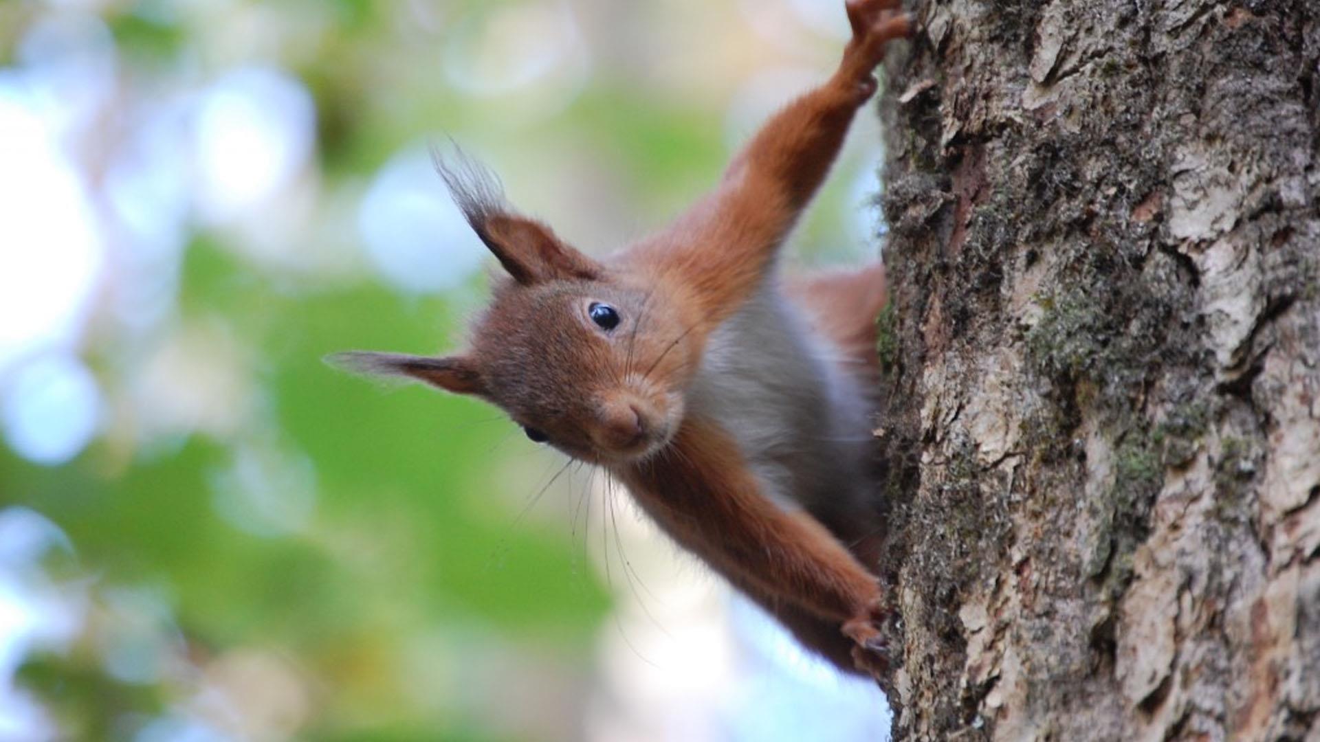 Red-Squirrel-at-Colin-Beacom.jpg