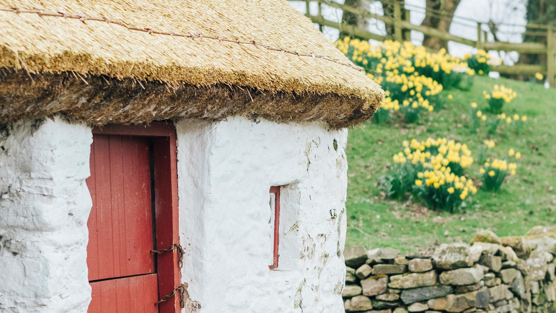 a thatched cottage with daffodils in background