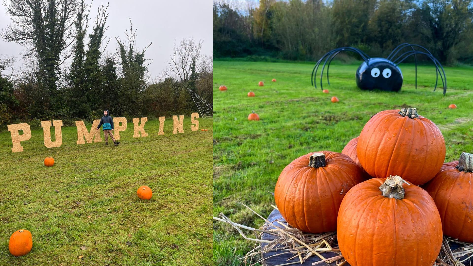 Lusty Beg’s Pumpkin Patch