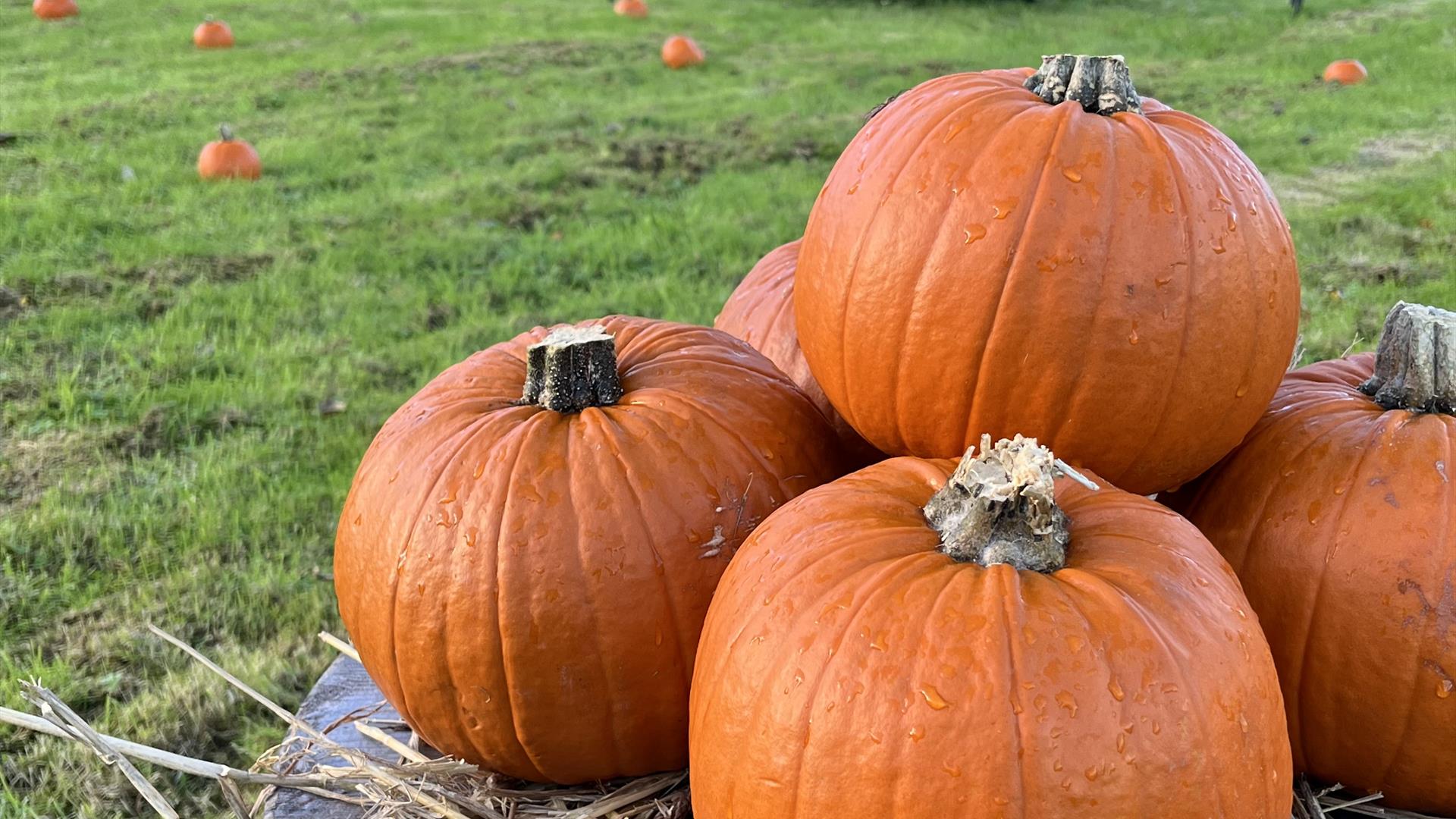 Pumpkin Patch at Lusty Beg