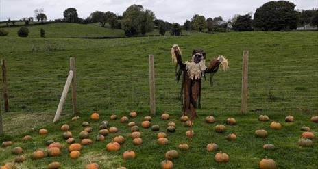 pumpkins