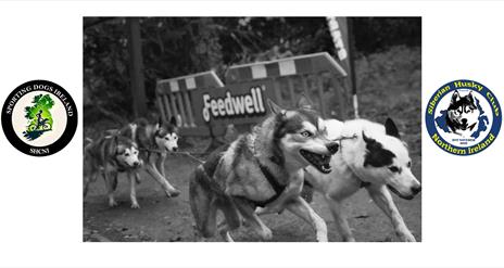 Castle Caldwell Sleddog Race