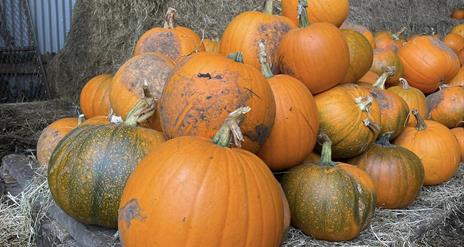 Pumpkin Patch & Halloween Festival