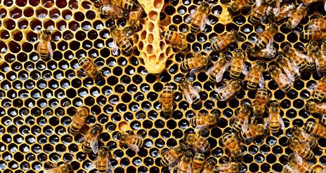 Beekeeping