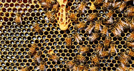 Bees on comb