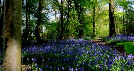 Bluebell Paddle