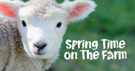Fermanagh fun farm