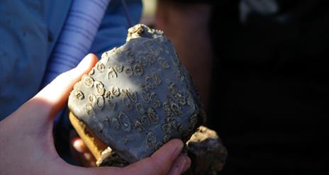 Fossil Colonial coral
