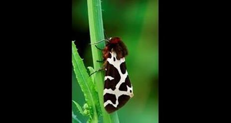 Garden Tiger Moth