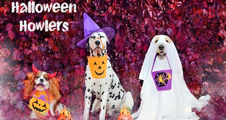 Halloween Howlers