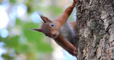 Red-Squirrel-at-Colin-Beacom.jpg