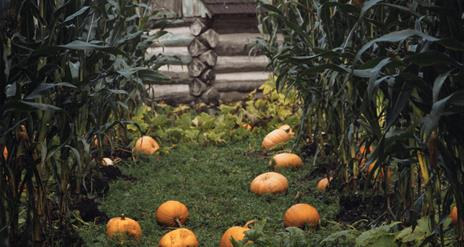 a crop of pumpkins at the folk park