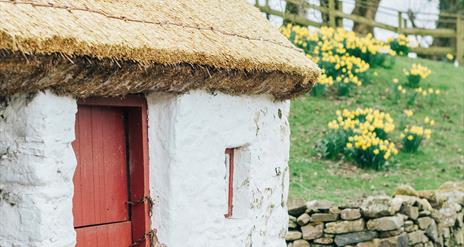 a thatched cottage with daffodils in background