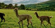 Sperrin alpacas